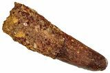 Fossil Spinosaurus Tooth - Real Dinosaur Tooth #329645-1